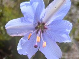 Aristea spiralis flower